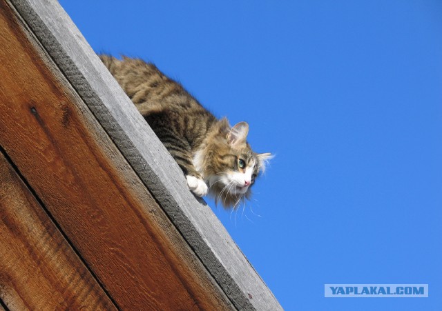 Деревенские коты
