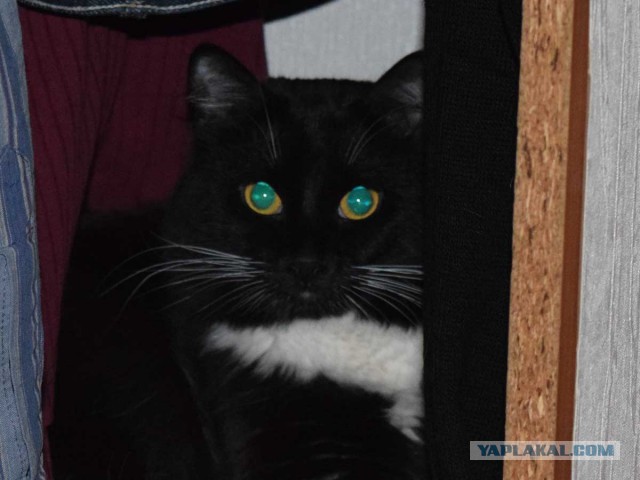 Котовторник