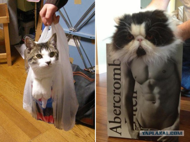 Кошки vs. пакеты