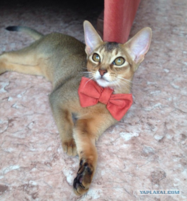 Котовторник 28.07.2015