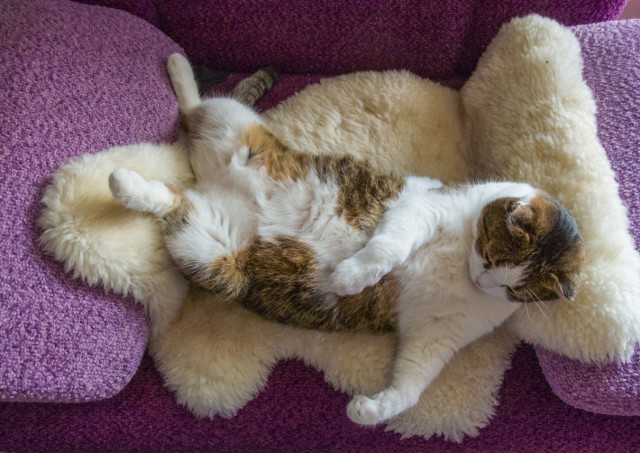 Котовторник