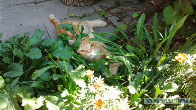 Котовторник