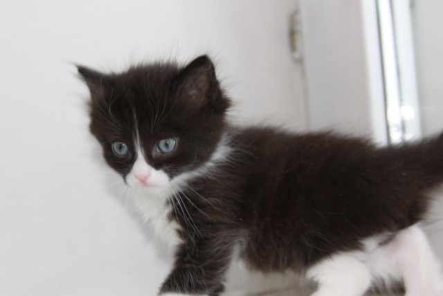 Котооо-о-о-вторник