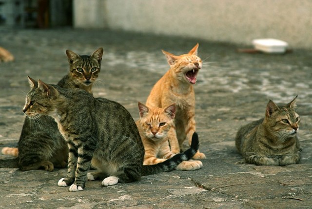 Коты, кошки, котята