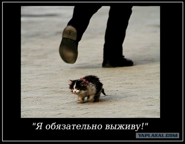 Великая сила ЯПа: В Ставрополе мужчина спас кота