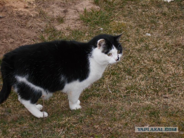 Жизнь домашнего приюта для котеек 107