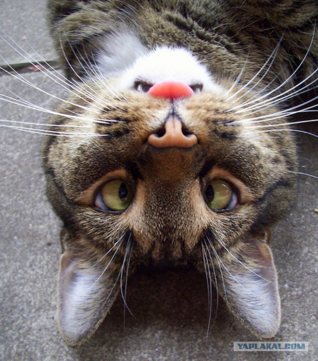 Котенок Альф стал частью персонала в ветеринарной клинике!