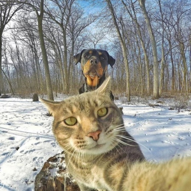 Коты из сети