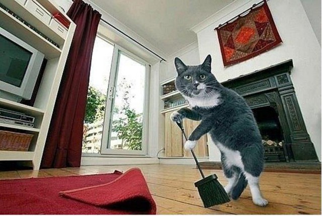 Коты из сети