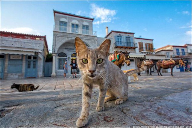 Коты из сети