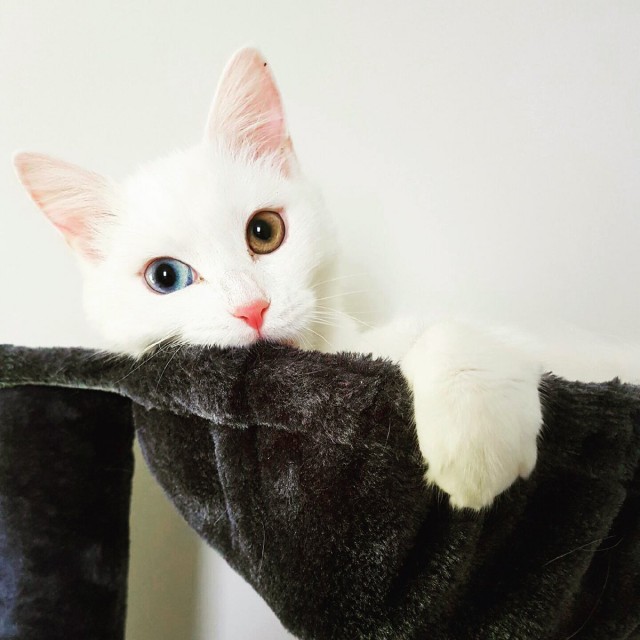 ГЛАГОЛящие коты