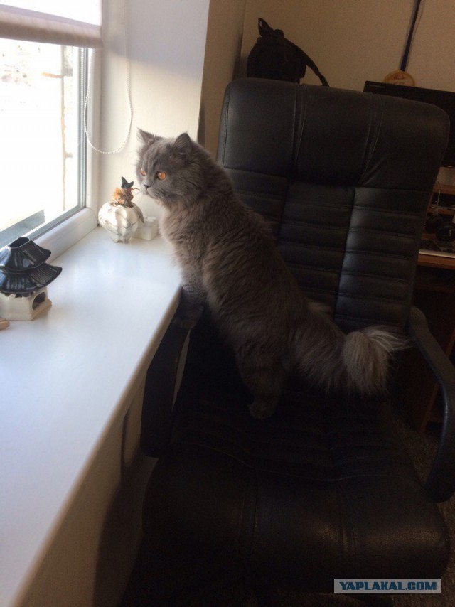 Котовторник 24.01.2017