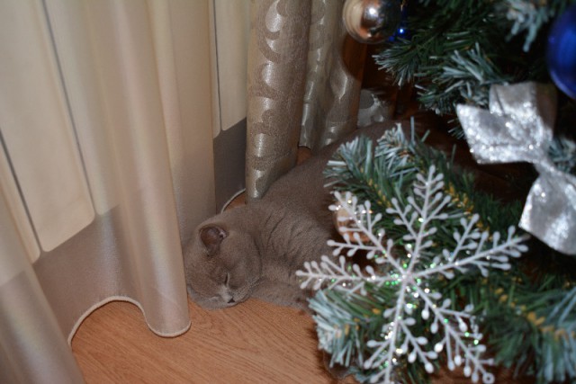 Коты и Кошки