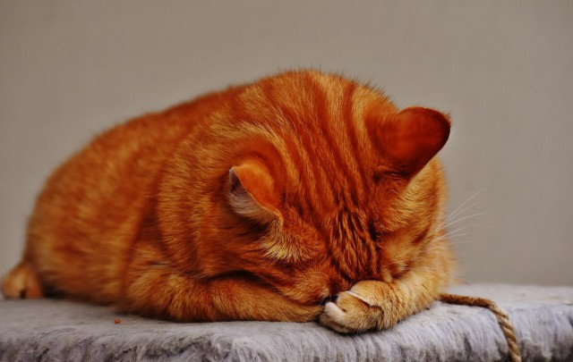 Коты и Кошки