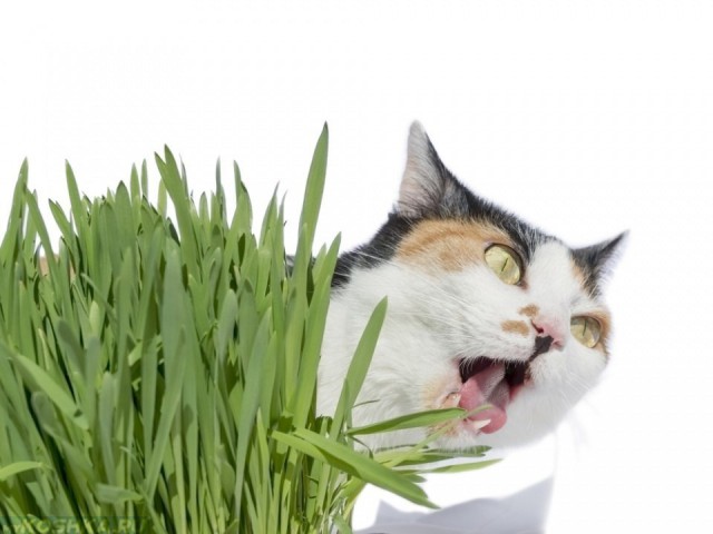 Коты и Кошки
