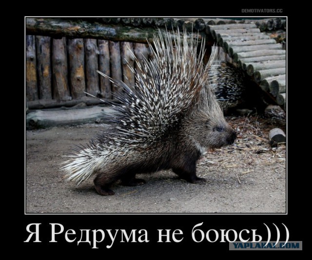 Беседка ФиС ЯПа