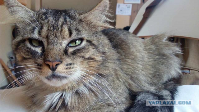 Коты и Кошки