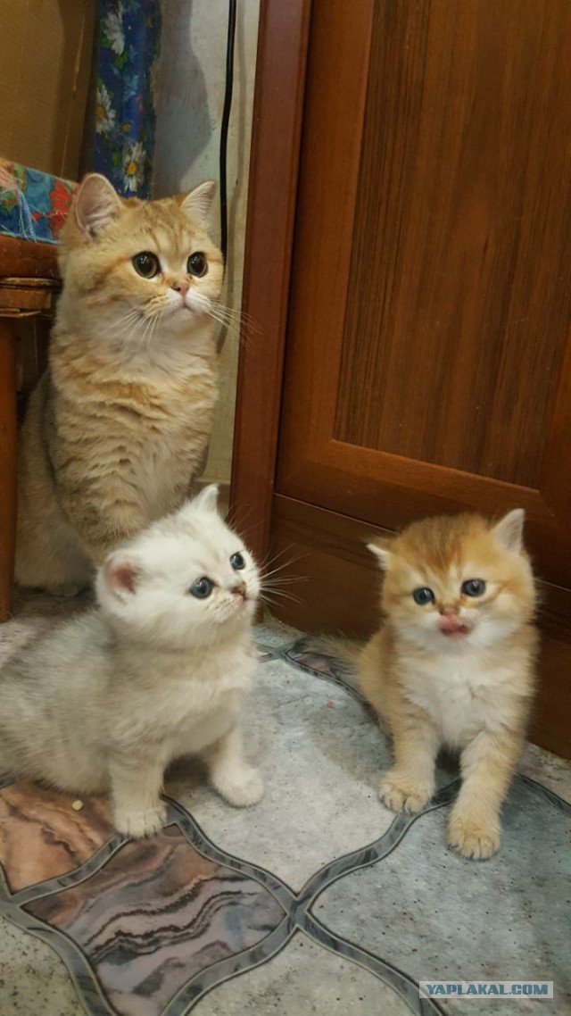 Котовторник 31.10.2017