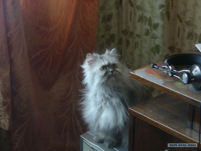 Котовторник  на  ЯПлакалъ