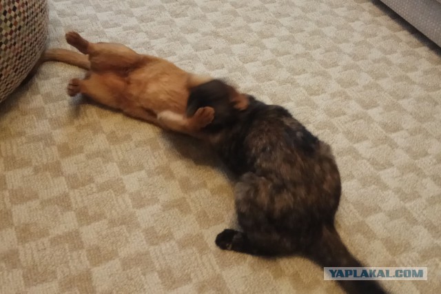 20 котов, у которых была всего секунда, чтобы прославиться. И они воспользовались ею сполна!