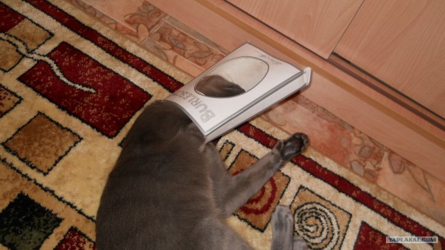 Котовторник 1.11.11