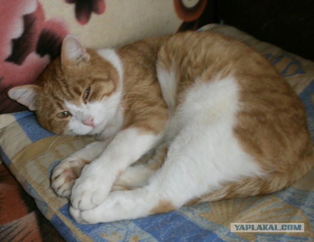 Котовторник 27.11.2018
