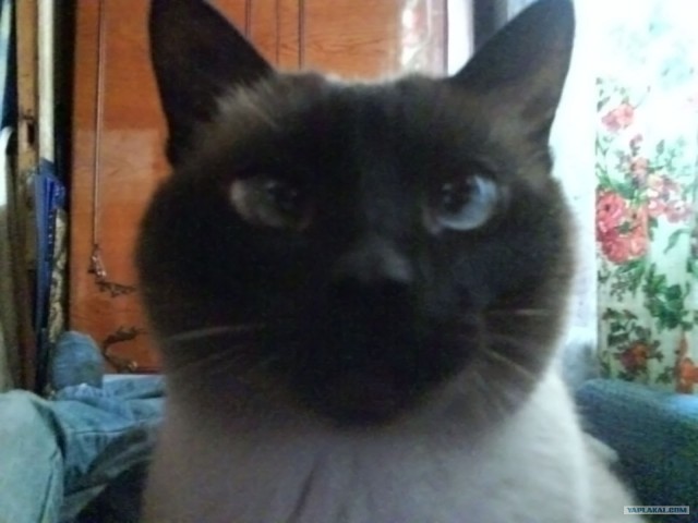 Котовторник 27.12.11
