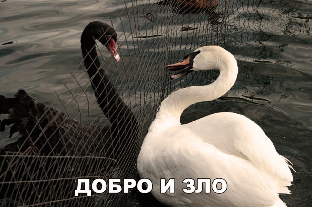 Милые животные. Мимиметр сломался