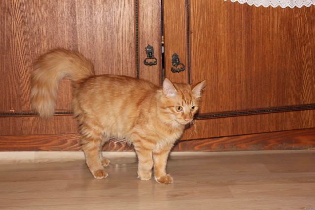 Котовторник 22.05.2012