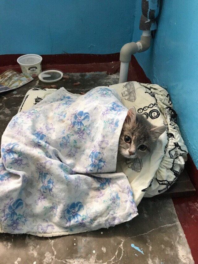 Забавные фото котеек