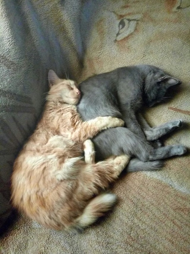 Забавные фото котеек