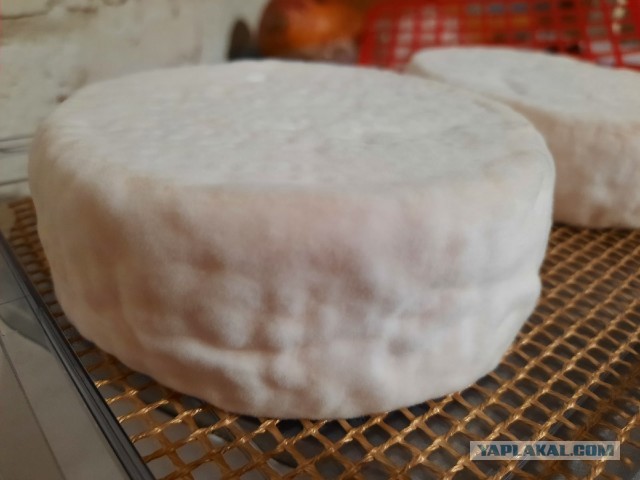 Делаем настоящий сыр на кухне. Ценообразование, процесс, хитрости и смысл заниматься этим вообще, от и до!