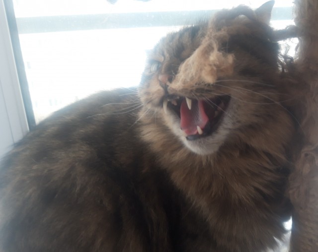 Котовторнику быть!