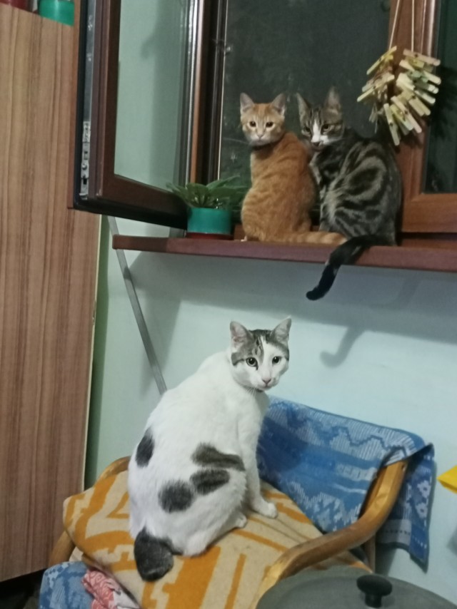 Кошкин день! Я, видимо первый.