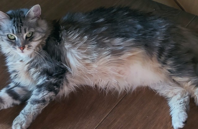 Котовторник (свои добавляем)