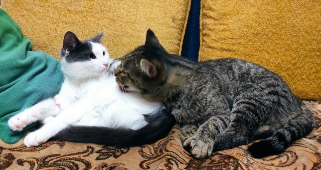 Котовторнику быть