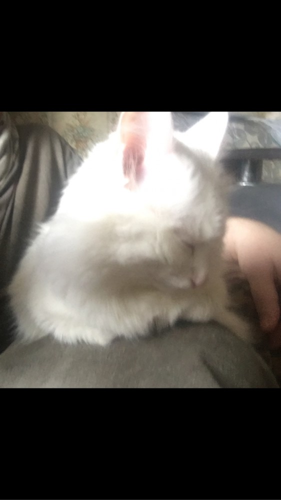 Коты, которые чихать хотели на ваше личное пространство
