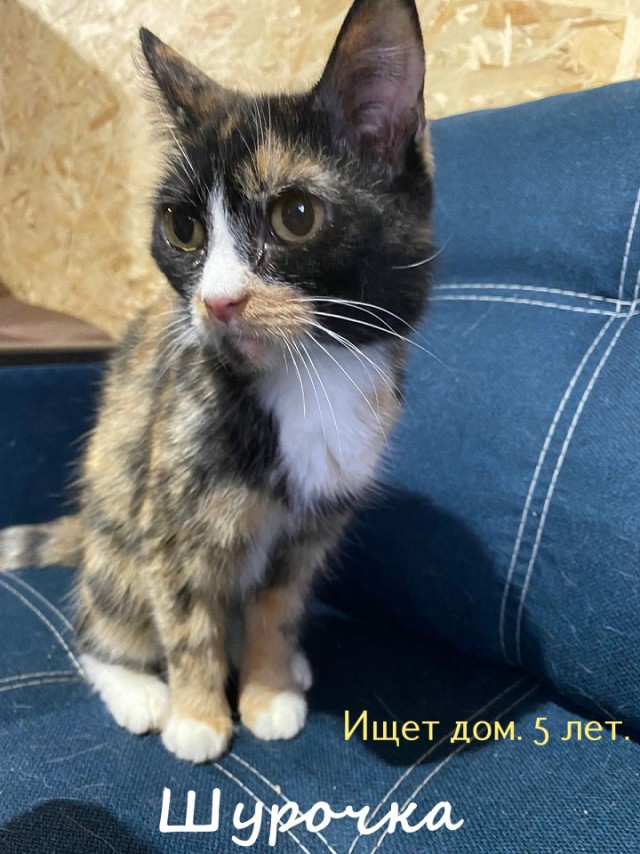 Жизнь домашнего приюта "Котоленд" 322