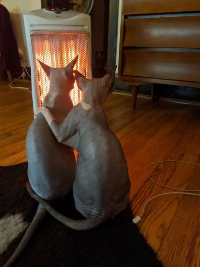 Забавные и милые котейки