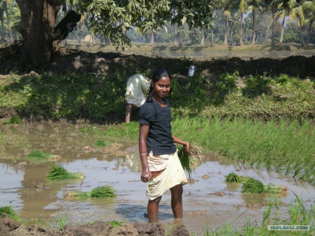 Индия 2007 - 2008 г.