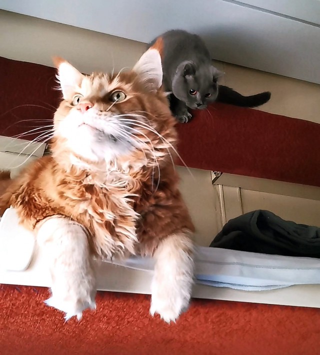 С Котовторником вас! Зовут Чеса!