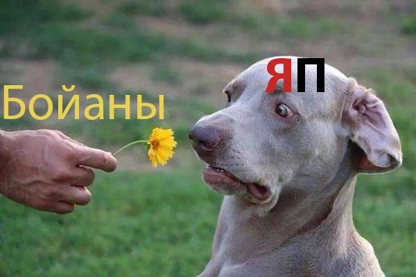 Налетай! Халявные бойаны!