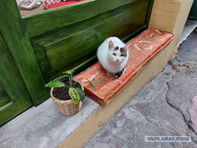 Котики Стамбула