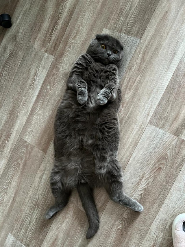 Моника