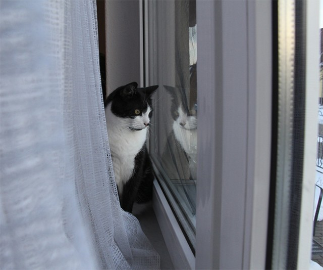 Котовторник  07.05.2013