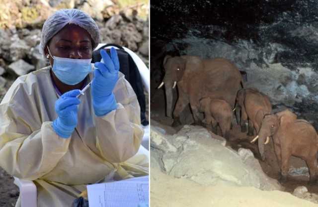 Зачем в пещеру, где зародились СПИД и Эбола приходят слоны