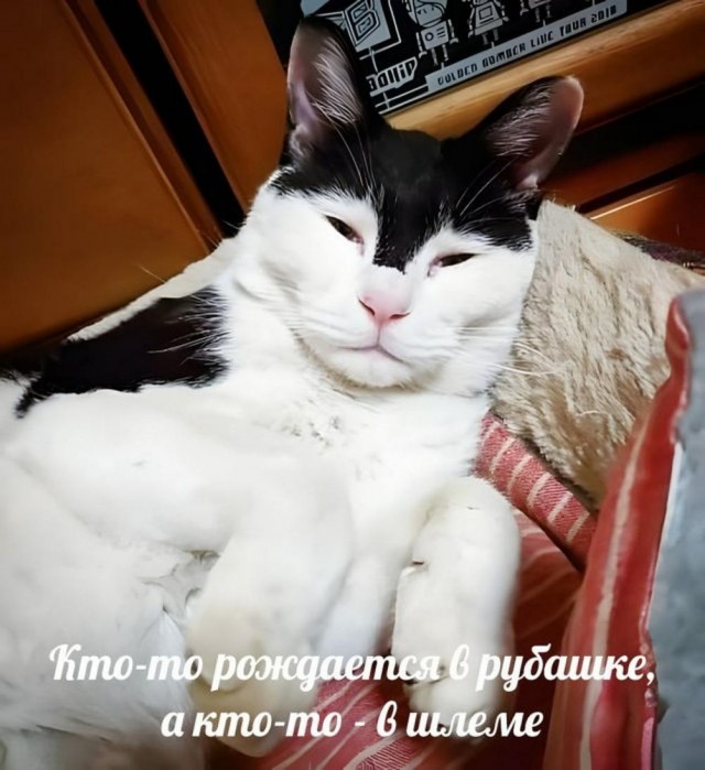 Никакие картинки