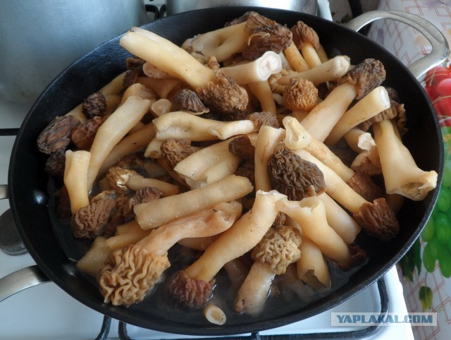 Урожай сморчков в Сибири