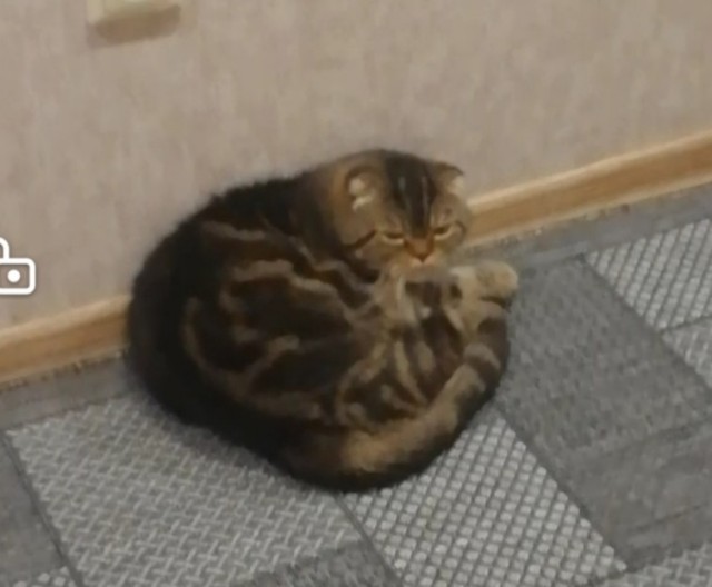 Реакция котов на плач