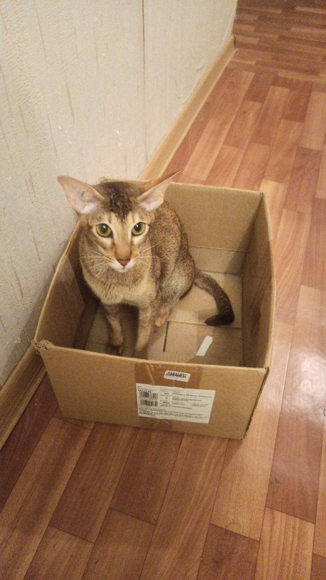 Есений (котовторник)